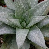 Gasteraloe 'Wonder'
